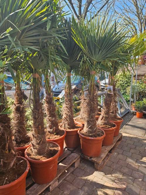 Elke zondag open! Palmbomen vanaf 35 euro, Tuin en Terras, Planten | Bomen, Palmboom, Volle zon, Zomer, Ophalen of Verzenden