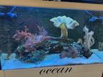 red sea 250C met onderdkast en inhoud, Ophalen, Gebruikt, Gevuld zoetwateraquarium