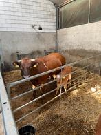 Zoekt u iemand om te helpen op uw bedrijf?, Dieren en Toebehoren, Schapen, Geiten en Varkens, Geit