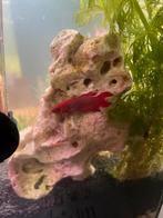 Betta vis vrouw, Vis