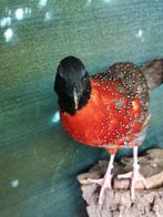 Tragopan, Dieren en Toebehoren, Pluimvee, Meerdere dieren, Overige soorten