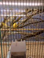 Kanarie mannen en poppen, Dieren en Toebehoren, Vogels | Kanaries, Meerdere dieren, Kleurkanarie