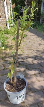 Tuin = Boom = Krulwilg - kronkelwilg - Chinese Wilg, Ophalen, Overige soorten