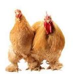 Cochin kriel hennen kuikens, Dieren en Toebehoren, Pluimvee