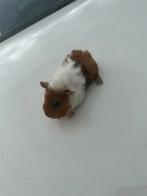 Lunkarya cavia zeugje, Dieren en Toebehoren, Cavia, Juli, Vrouwelijk, Tam