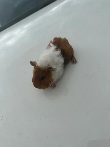 Lunkarya cavia zeugje beschikbaar voor biedingen