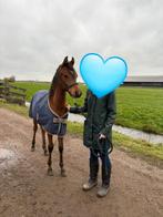Verzorg paard Zwanenburg, Dieren en Toebehoren, Ophalen of Verzenden, Nieuw