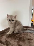 BRITSE KORTHAAR KITTENS, Dieren en Toebehoren, Katten en Kittens | Raskatten | Korthaar, Meerdere dieren