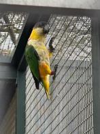 Zwartkop caique, Dieren en Toebehoren, Vogels | Parkieten en Papegaaien, Mannelijk, Papegaai, Geringd