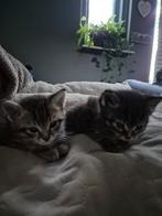 Lieve kruising kittens, Dieren en Toebehoren, Katten en Kittens | Overige Katten, Meerdere dieren, Kortharig, 0 tot 2 jaar