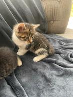 Supermooie lieve kittens, Dieren en Toebehoren, Katten en Kittens | Overige Katten, Meerdere dieren