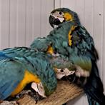 2bBlauwgele ara mannen