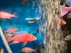 Aulonocara firefish, Vis