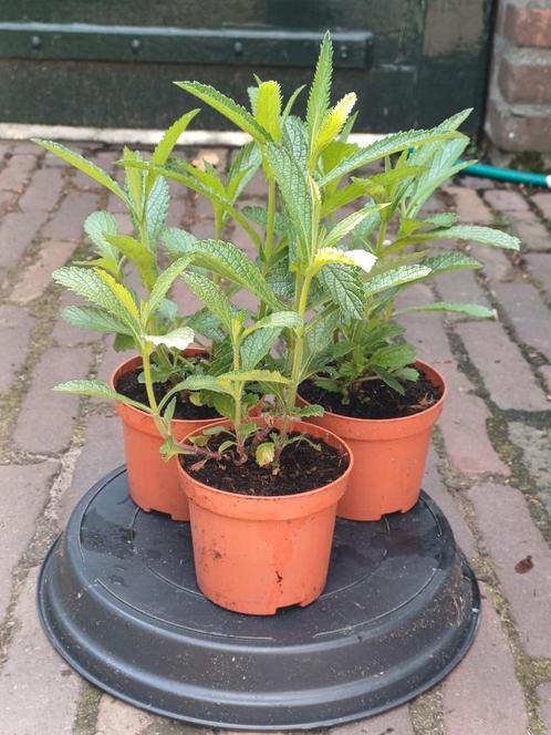 Verbena bonariensis ( Ijzerhard) 10 st voor €10.00, Tuin en Terras, Planten | Tuinplanten, Overige soorten, Volle zon, Zomer, Ophalen