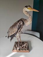 Antieke Blauwe Reiger - beschadigd - T.E.A.B., Ophalen of Verzenden, Gebruikt, Opgezet dier