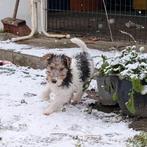 Foxterrier draadhaar pups tricolor, Overige rassen, 8 tot 15 weken, Meerdere, Meerdere dieren