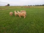 dekrammen Fries Melkkschaap, Dieren en Toebehoren, Mannelijk, Schaap, 0 tot 2 jaar