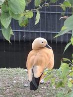 siereenden tekoop overjarig  rode casarca man, Dieren en Toebehoren, Vogels | Overige Vogels, Mannelijk, Tropenvogel