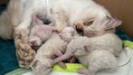 Beautiful Ragdoll Kittens Looking for Loving Homes, Dieren en Toebehoren, Katten en Kittens | Raskatten | Langhaar