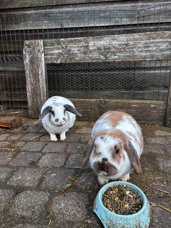 Twee lieve vrouwe konijnen, Dieren en Toebehoren, Konijnen, Middelgroot, Vrouwelijk