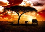 132 Afrika Olifant Natuur Vlies Fotobehang 350x250 in 3maten, Huis en Inrichting, Woonaccessoires | Wanddecoraties, Nieuw, Ophalen of Verzenden