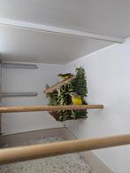 Prachtig koppel Mozambique sijzen, Dieren en Toebehoren, Vogels | Overige Vogels, Meerdere dieren