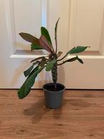 Madagascar Jewel planten, Huis en Inrichting, Kamerplanten, Ophalen, Overige soorten, Minder dan 100 cm