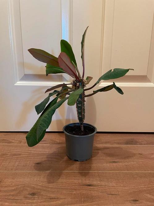 Madagascar Jewel planten, Huis en Inrichting, Kamerplanten, Overige soorten, Minder dan 100 cm, Ophalen