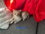 Kittens Noorse boskat/main coon, Meerdere dieren, 0 tot 2 jaar, Ontwormd