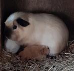 Schattige, jonge cavia,te reserveren,creme met kruin,vervoer, Dieren en Toebehoren, Knaagdieren, Cavia, Augustus, Mannelijk, Tam