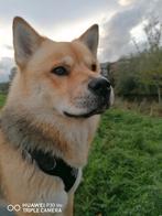 Baasje gezocht!, Dieren en Toebehoren, Honden | Chihuahua's en Gezelschapshonden, Overige rassen, Teef, Eén hond, 3 tot 5 jaar