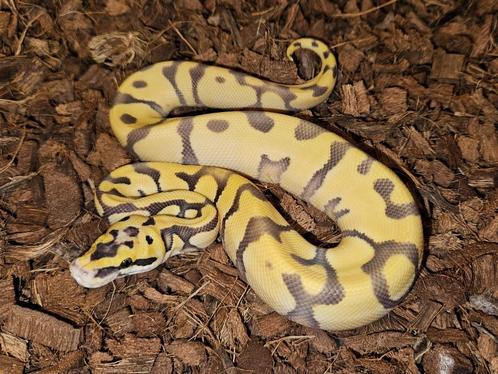 Super Enchi Pastel Desert Ghost man, Dieren en Toebehoren, Reptielen en Amfibieën, Slang, 0 tot 2 jaar