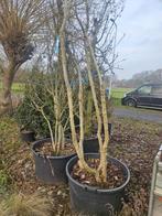 Meerstammige Magnolia 'betty' en 'susan', Overige soorten, Lente, 250 tot 400 cm, Ophalen