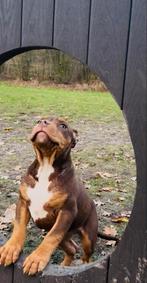 Bully xl, Dieren en Toebehoren, Honden | Bulldogs, Pinschers en Molossers, Rabiës (hondsdolheid), Overige rassen, 8 tot 15 weken