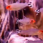 Hemigrammus rhodostomus, Dieren en Toebehoren, Vis