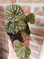 Begonia sp. China, Ophalen of Verzenden, Halfschaduw, Minder dan 100 cm