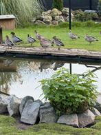 Manenganzen siereenden, Dieren en Toebehoren, Meerdere dieren, Gans of Zwaan