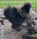 Zijdehoen USA haan frizzle, Mannelijk, Kip