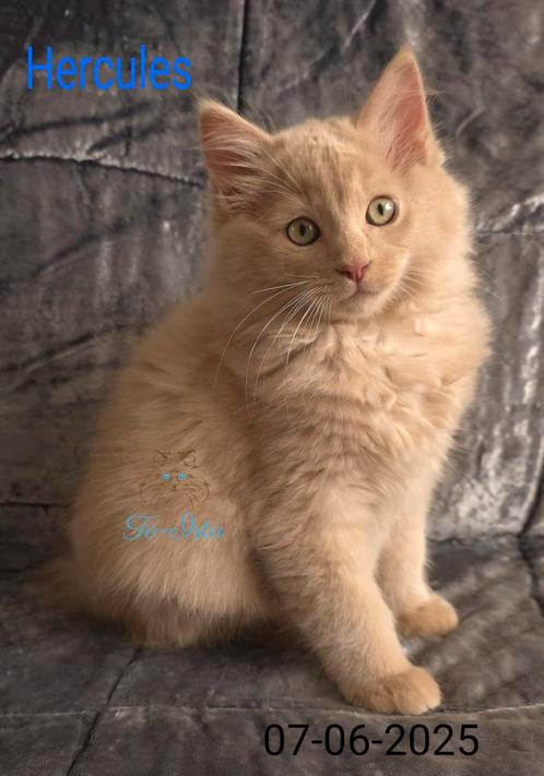 Ragdoll kitten kater met stamboom ( Fawn solid), Dieren en Toebehoren, Katten en Kittens | Raskatten | Langhaar, Meerdere dieren