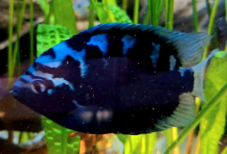 Kweekgroep kweekkoppel cichliden, Dieren en Toebehoren, Vissen | Aquariumvissen, Zoetwatervis, Vis