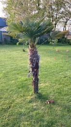 Twee grote palmbomen - wie maken wij er blij mee?, Tuin en Terras, Volle zon, Ophalen, Palmboom, 100 tot 250 cm