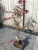 Acer palmatum 'Atropurpureum, Tuin en Terras, Planten | Bomen, Ophalen, Bloeit niet, Halfschaduw, Overige soorten