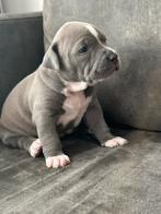 American Bully XL Pup, Parvo, 8 tot 15 weken, Groot, Meerdere