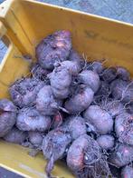 gladiolen bollen, Ophalen of Verzenden, Voorjaar, Volle zon, Bloembol