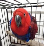 Edel papagaai, Dieren en Toebehoren, Vogels | Parkieten en Papegaaien, Vrouwelijk, Papegaai, Tam