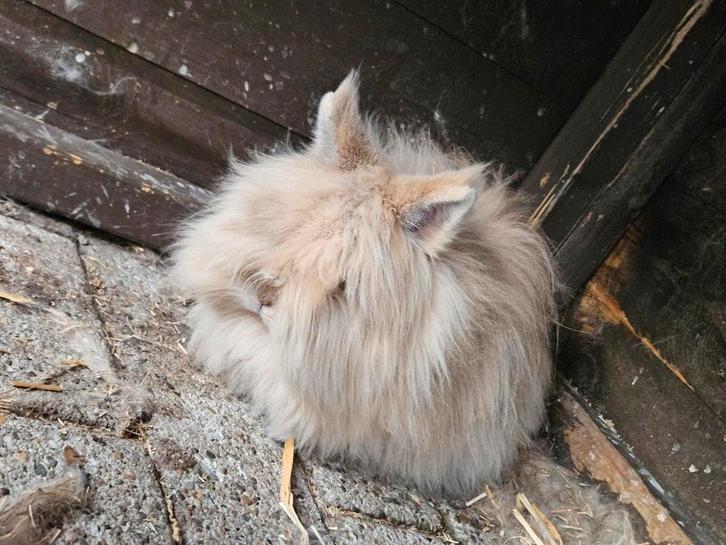 2 prachtige raszuivere teddy dwerg voedsters, Dieren en Toebehoren, Konijnen, Dwerg, Vrouwelijk