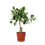 Citrus Lime in ELHO outdoor sierpot Greenville Rond (brique), Minder dan 100 cm, Halfschaduw, Verzenden