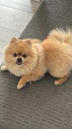 Pomeriaan reu 1 jaar, Keeshond, Rabiës (hondsdolheid), Reu, 1 tot 2 jaar
