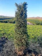 Taxus Baccata Zuilvorm/Piramide 125/150cm, Tuin en Terras, Ophalen of Verzenden, Bloeit niet, Halfschaduw, Overige soorten