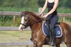 Ben – een knappe pony met de wow-factor!, Merrie, Zadelmak, 3 tot 6 jaar, Gechipt